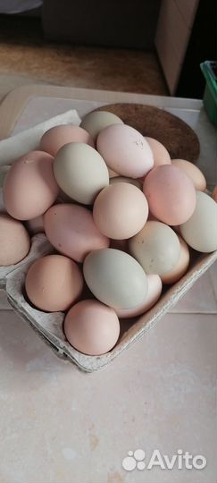 Домашние куриные - утиные, яйца