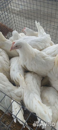 Куры несушки домашние