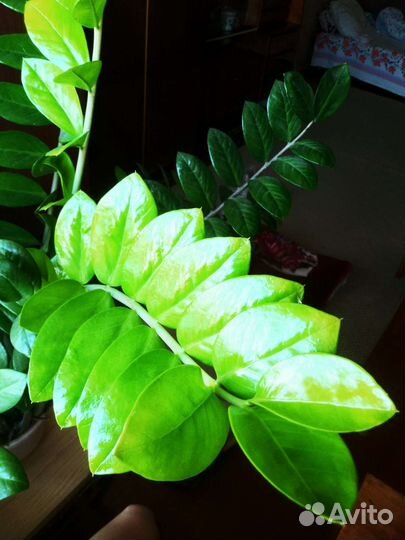 Замиокулькас взрослое растение