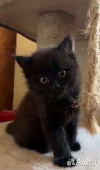 Кошки в добрые руки бесплатно