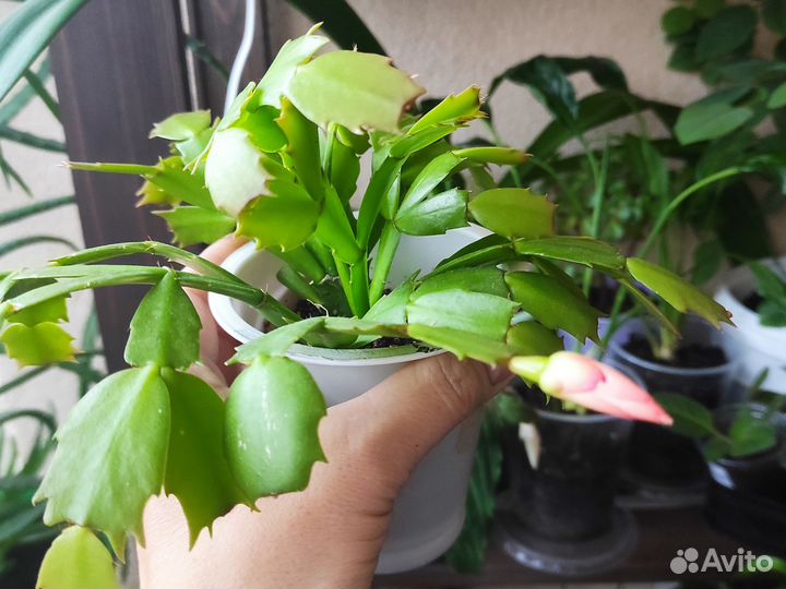 Декабрист шлюмбергера персикового и розового цвета