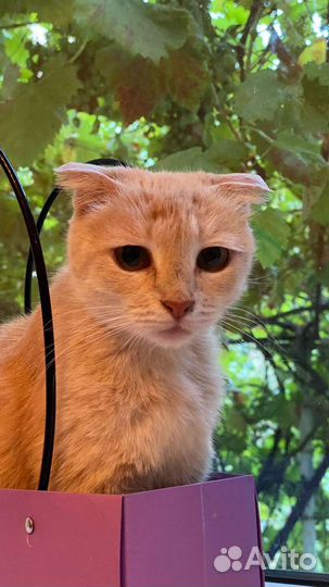 Кошка в дар