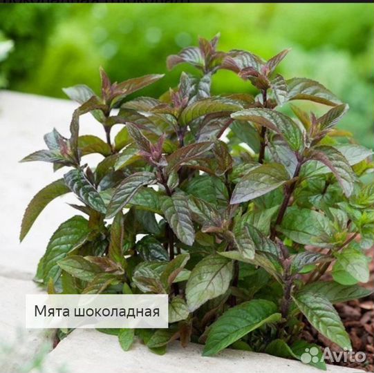 Мята в ассортименте