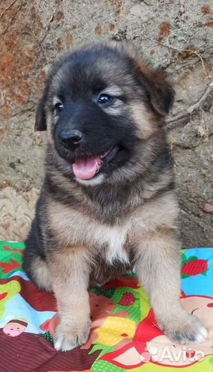 Щенок в добрые руки бесплатно
