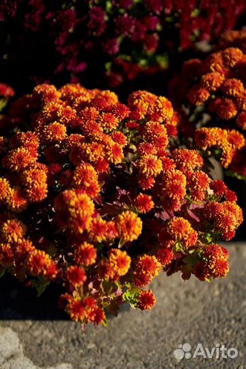 Хризантема мультифлора