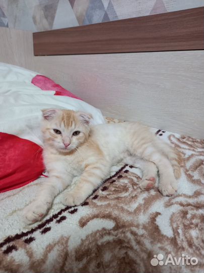 Котёнок 