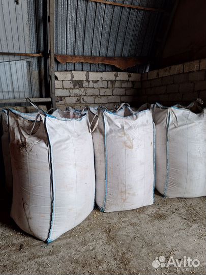 Семена овса (зимующего, Элита)