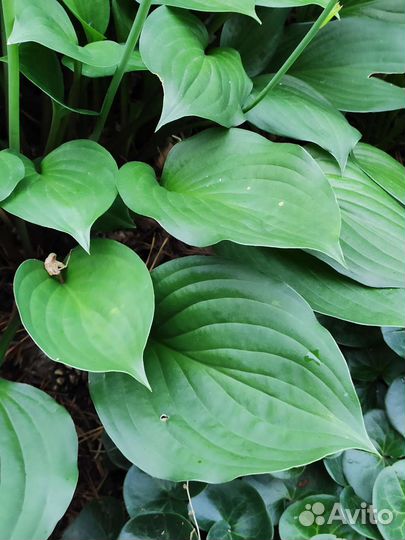 Хоста взрослый куст