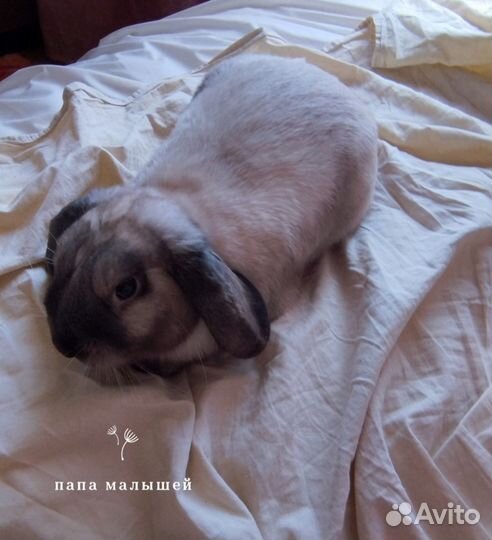 Декоративные кролики