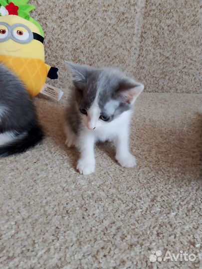 Отдам в добрые руки