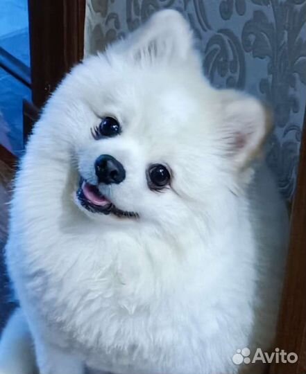 Случка, вязка