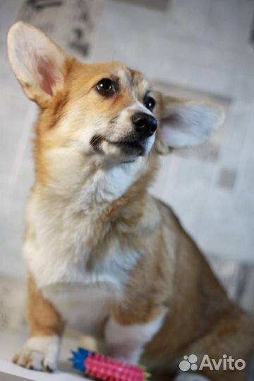 Корги щенок девочка