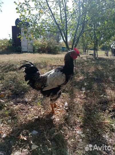 Молодые петухи