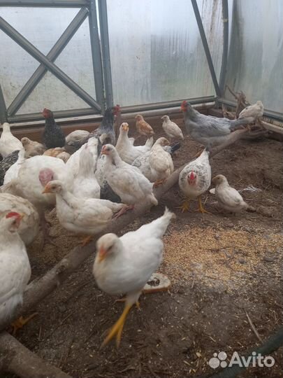 Куры несушки продам