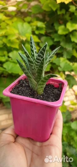 Алоэ Пёстрое