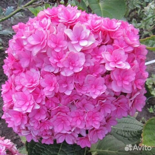 Гортензия Крупнолистная 18 сортов