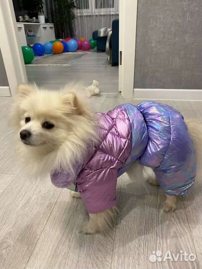 Одежда для собак и кошек