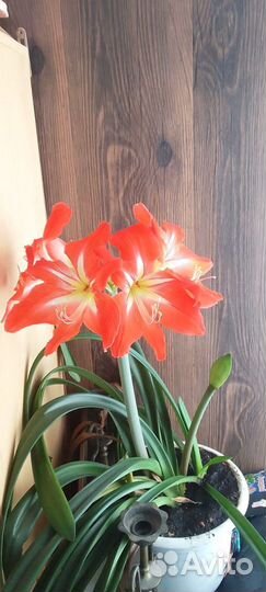 Гиппиаструм