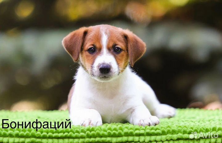 Высокопородные щенки Джек Рассел терьера