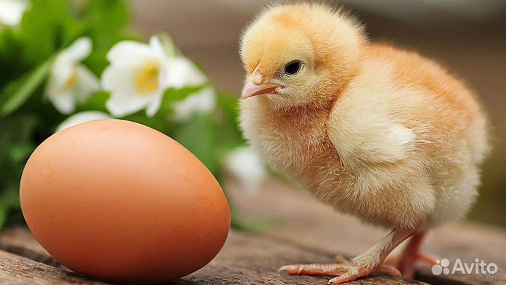 Магазин реализует суточный молодняк птицы и корма