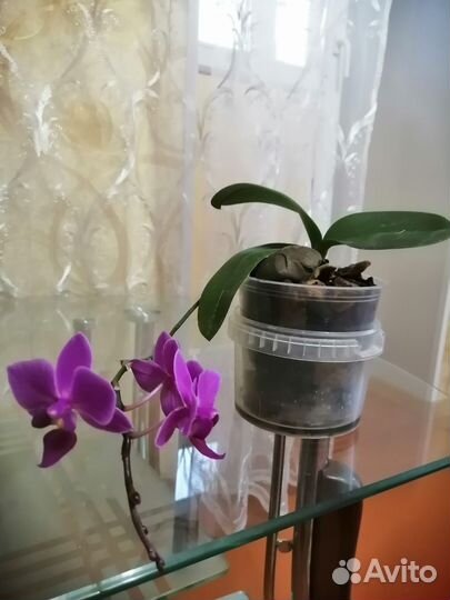 Орхидея фаленопсис