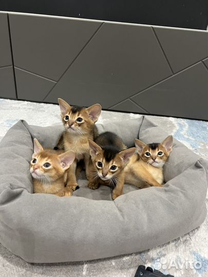 Абиссинские котята