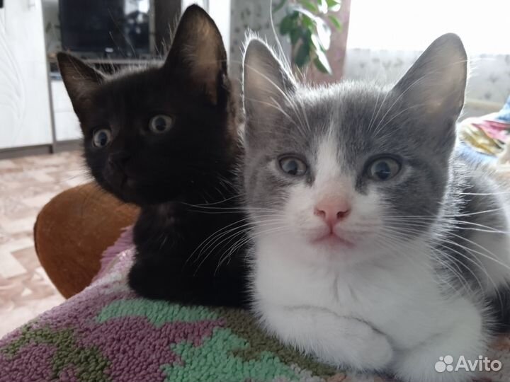 Отдам котят в самые, самые добрые руки