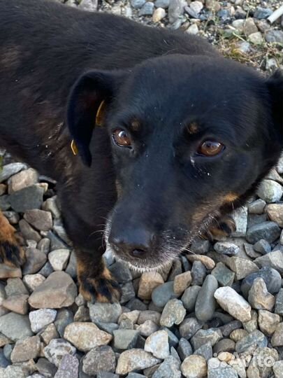 Маленькая собака в добрые руки