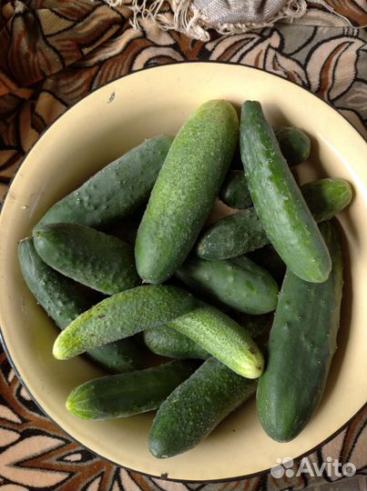 Огурцы свежесобранные