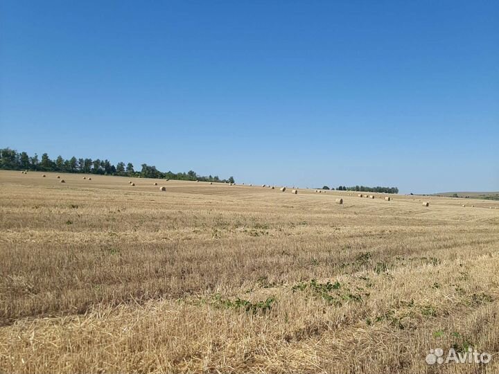 Салома в рулонах