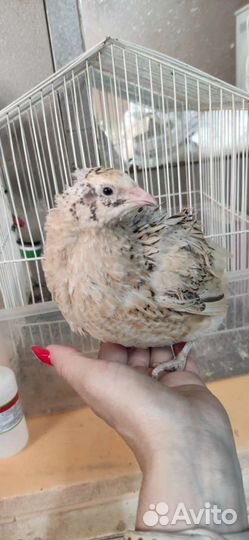 Удобрение от перепёлок курьяк - перепеляк, помёт