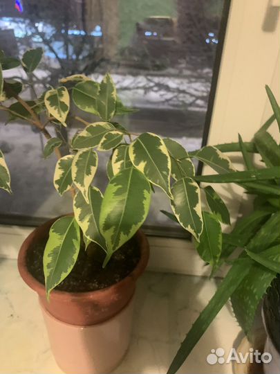 Фикус ДЕ гантель