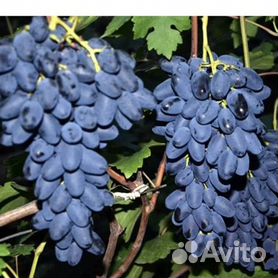 Саженцы винограда - купить в Пензенской области
