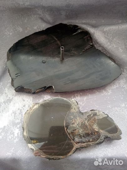 Спил аммонита на окаменелом дереве