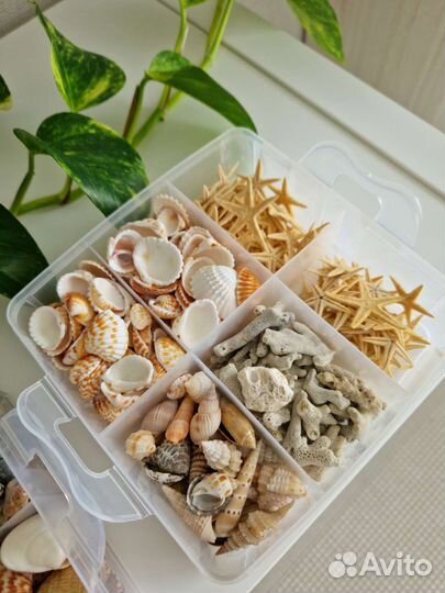 Ракушки, морские звезды, камни