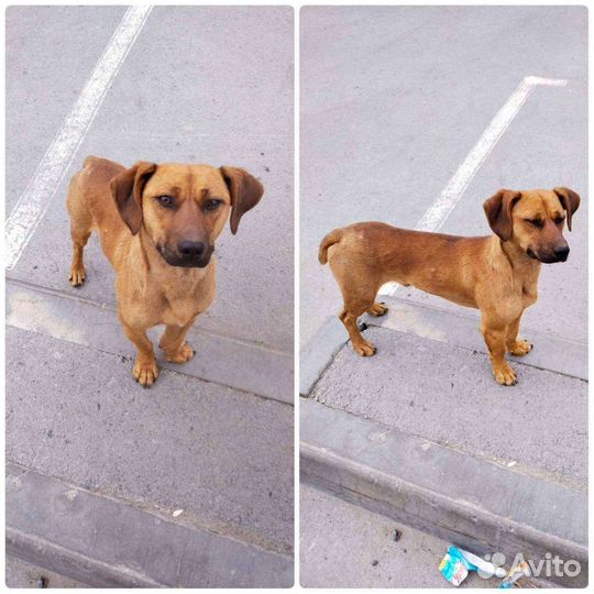 Собака в добрые руки