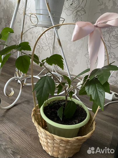 Комнатные цветы