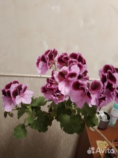 Герань пеларгония