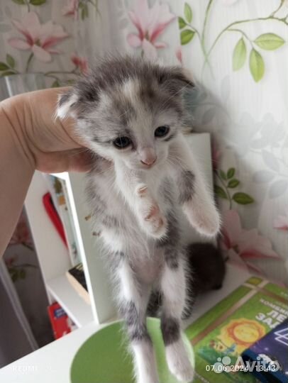 Вислоухие котята