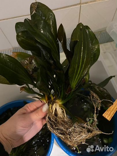 Аквариумные растения