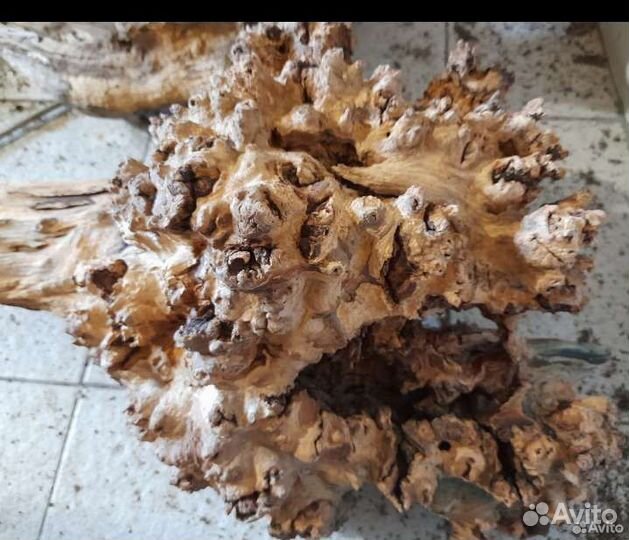 Пень,коряга