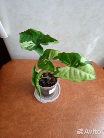 1 фото- Сингониум