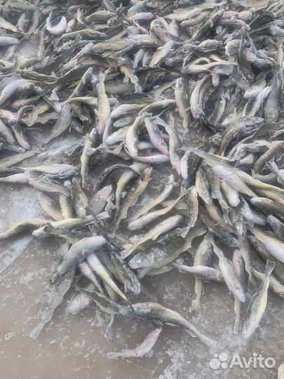 Рыба морская и речная от мешка