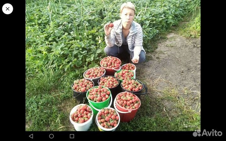 Усы клубники