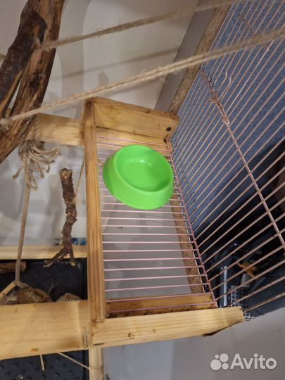 Витрина для грызунов, клетка для грызунов