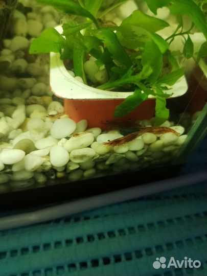 Аквариумные креветки вишня и растения