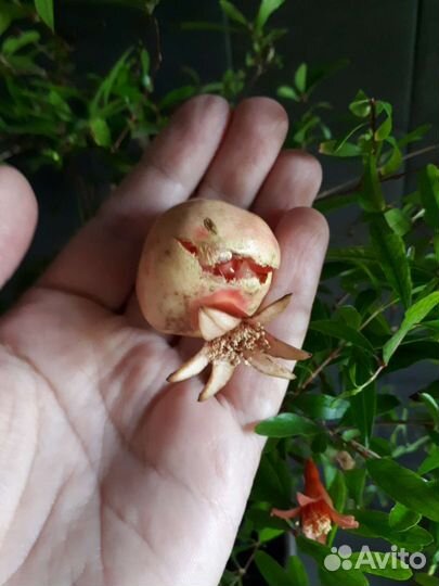 Гранат комнатный нано