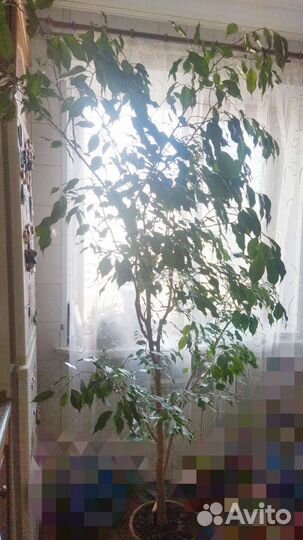 Высокий фикус бенджамина 2м. Крупномер