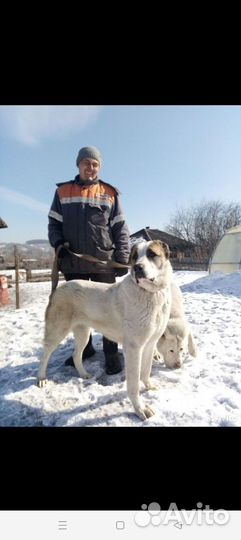 Среднеазиатская овчарка