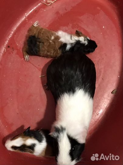 Морская свинка: маленькие и средние